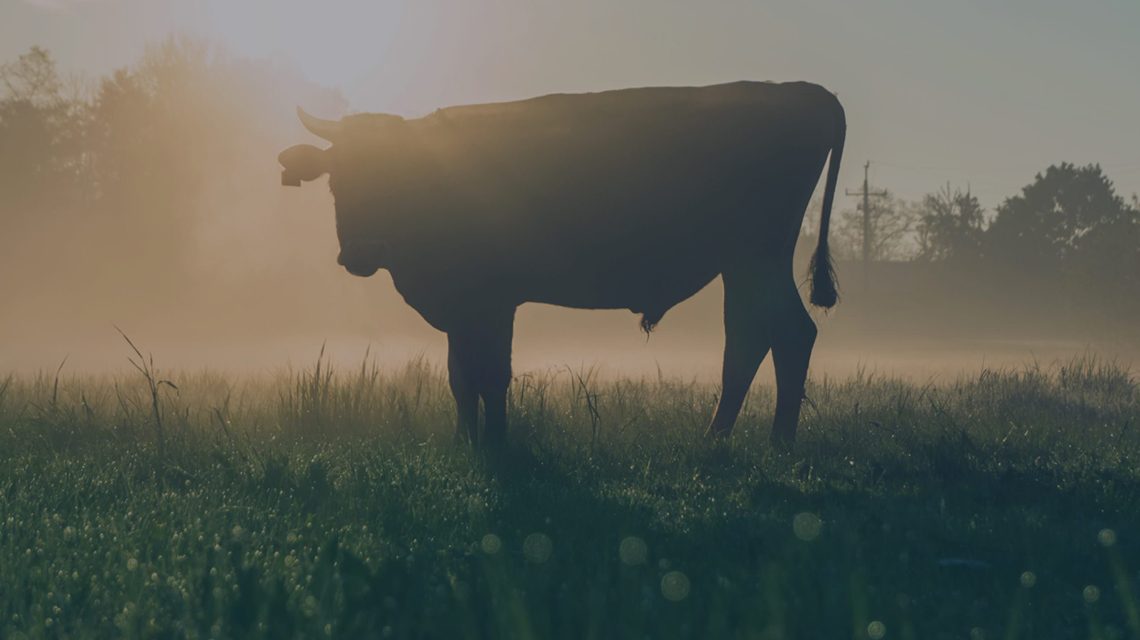 header cniel webdoc 1